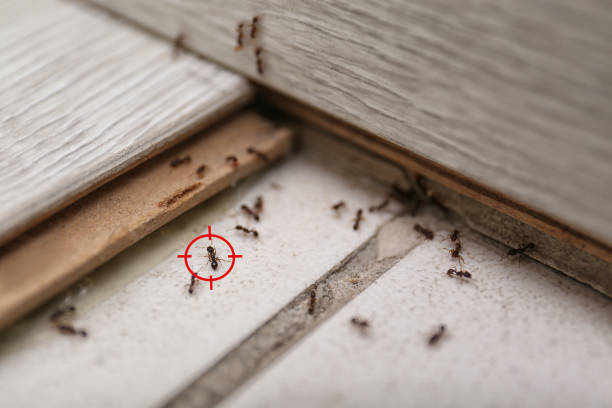 Best Insect Control  in Vail, CO