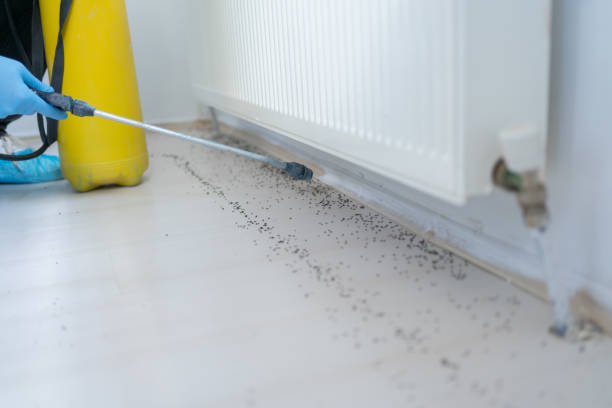 Best Pest Control Near Me  in Vail, CO