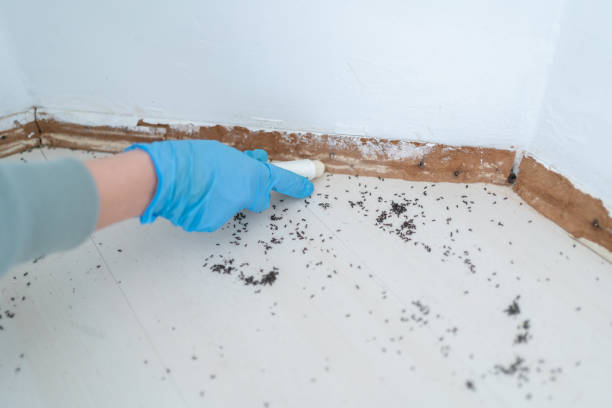 Best Flea Control Services  in Vail, CO