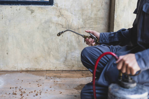 Best Emergency Pest Control  in Vail, CO